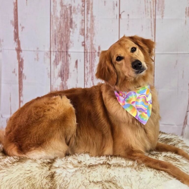 Golden retriever with bandana