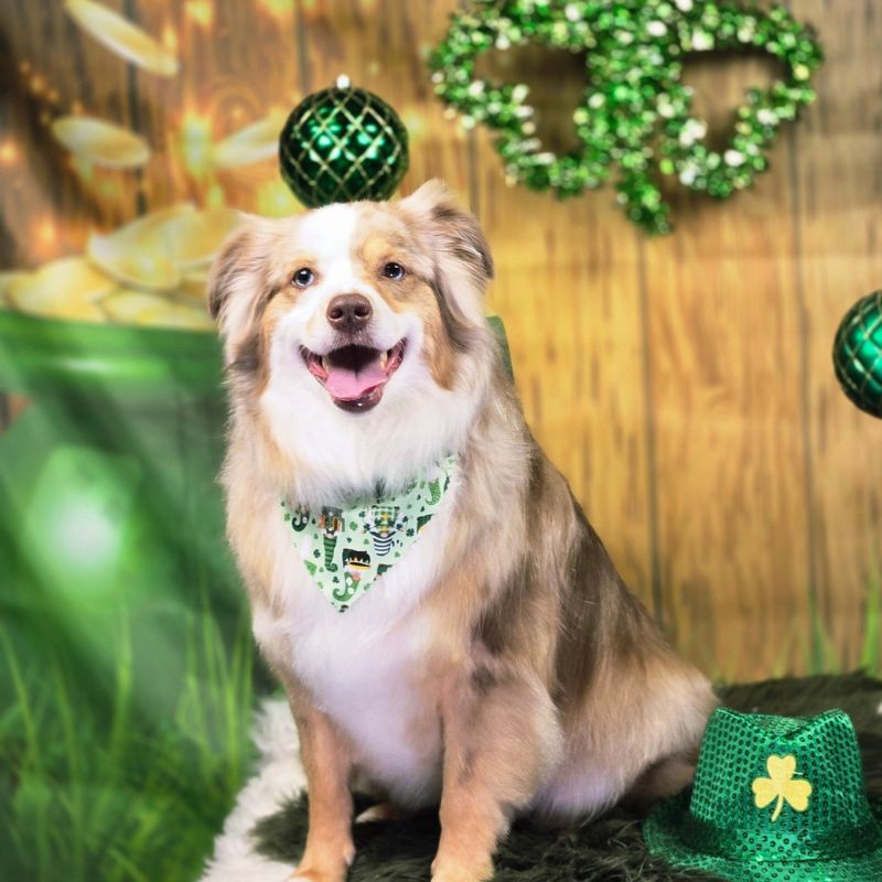 1 Groomed red merle Australian Shepherd with a St. Patrick's bandana