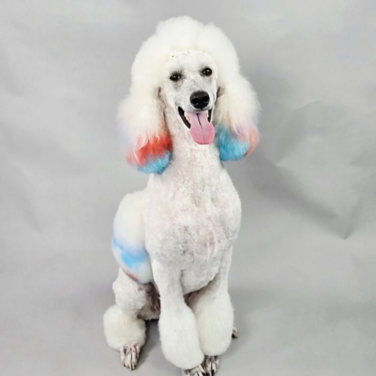Groomed white Standard Poodle with dyed red and blue ears