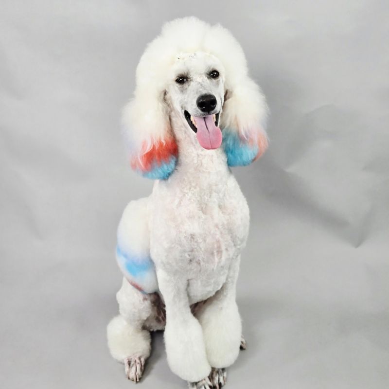 10 Groomed white Standard Poodle with dyed red and blue ears