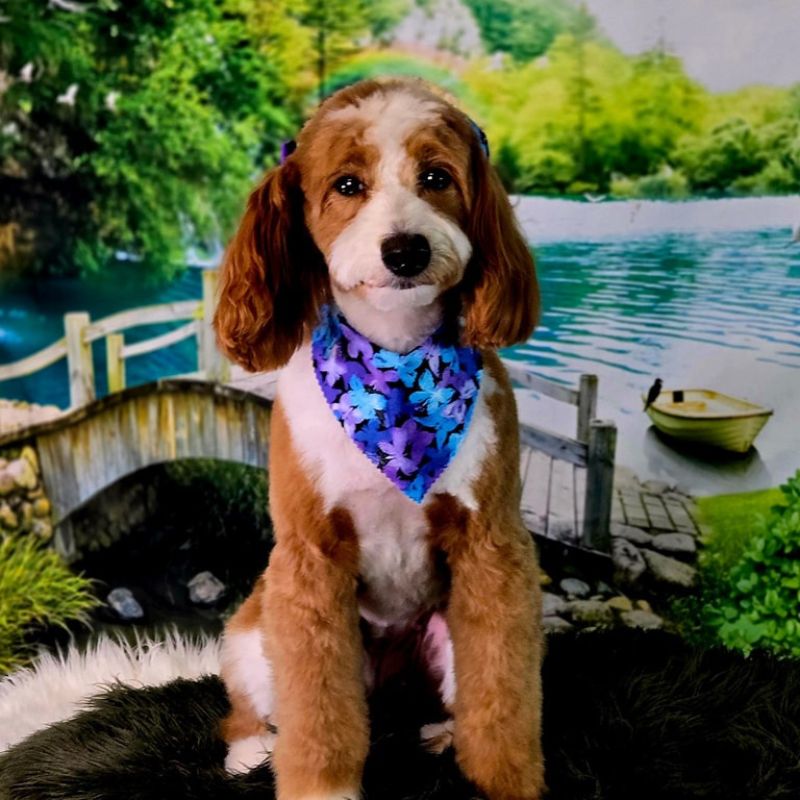 11 Groomed brown and white Goldendoodle with a butterfly bandana