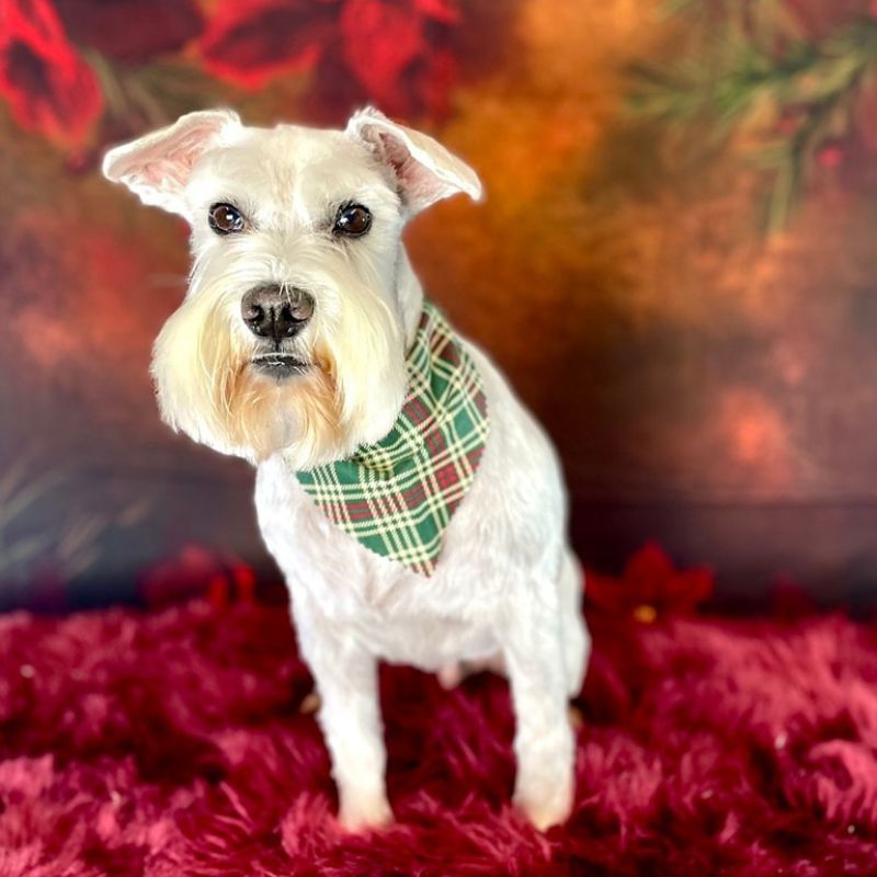12 Groomed white Miniature Schnauzer wearing a plaid Christmas bandana