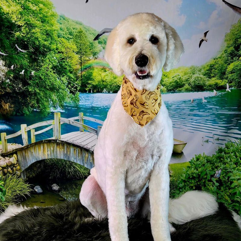 13 Groomed white Goldendoodle wearing a cowboy boot bandana