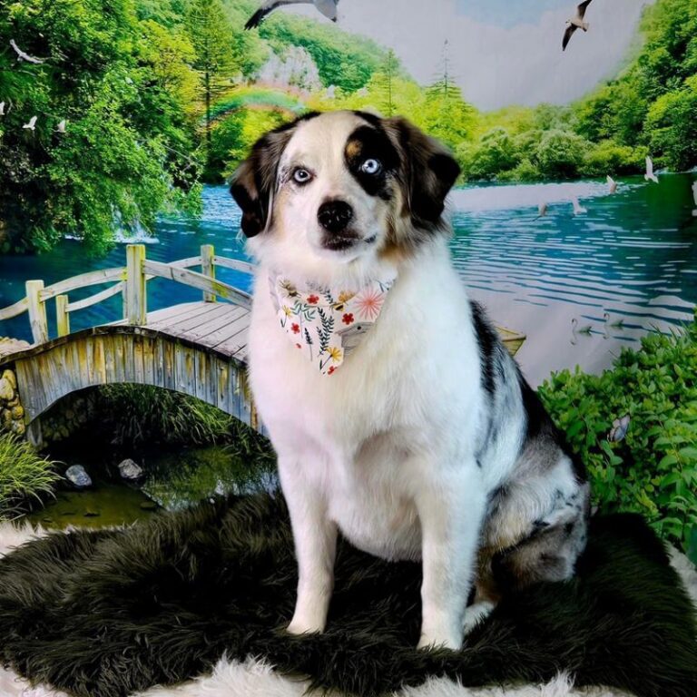 Groomed blue merle Australian Shepherd with a floral bandana