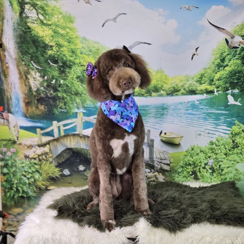 15 Groomed brown Poodle mix with butterfly bandana