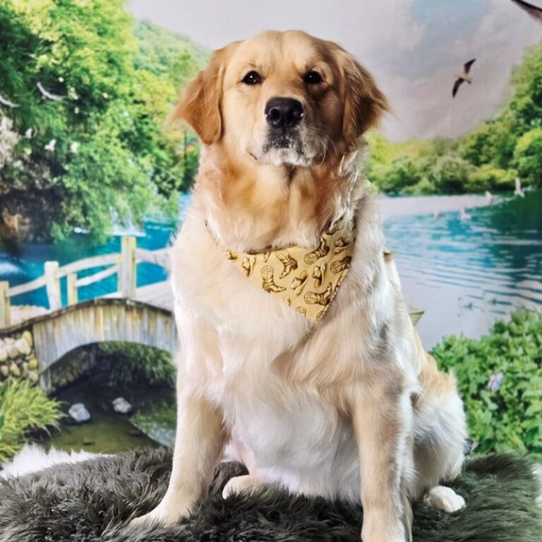 Groomed Golden Retriever wearing a cowboy boot bandana