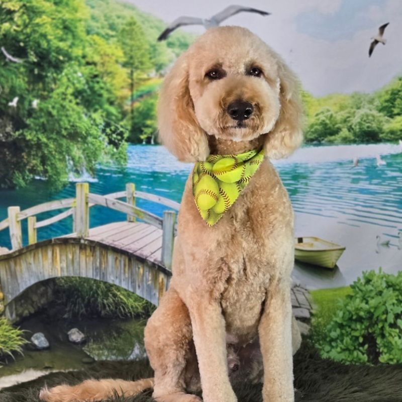 17 Groomed Labradoodle with a yellow baseball bandana
