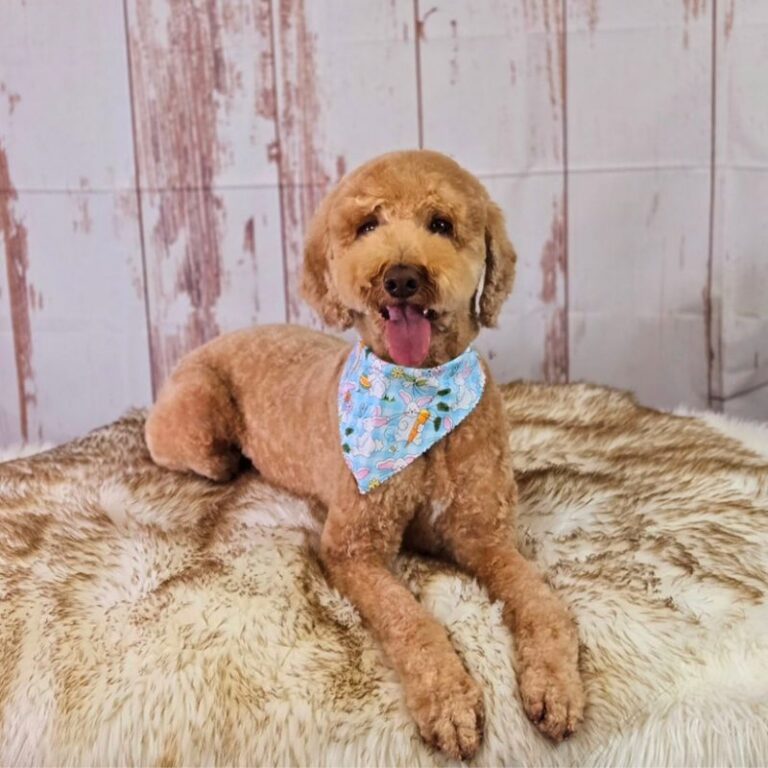 Poodle mix lying down after professional grooming