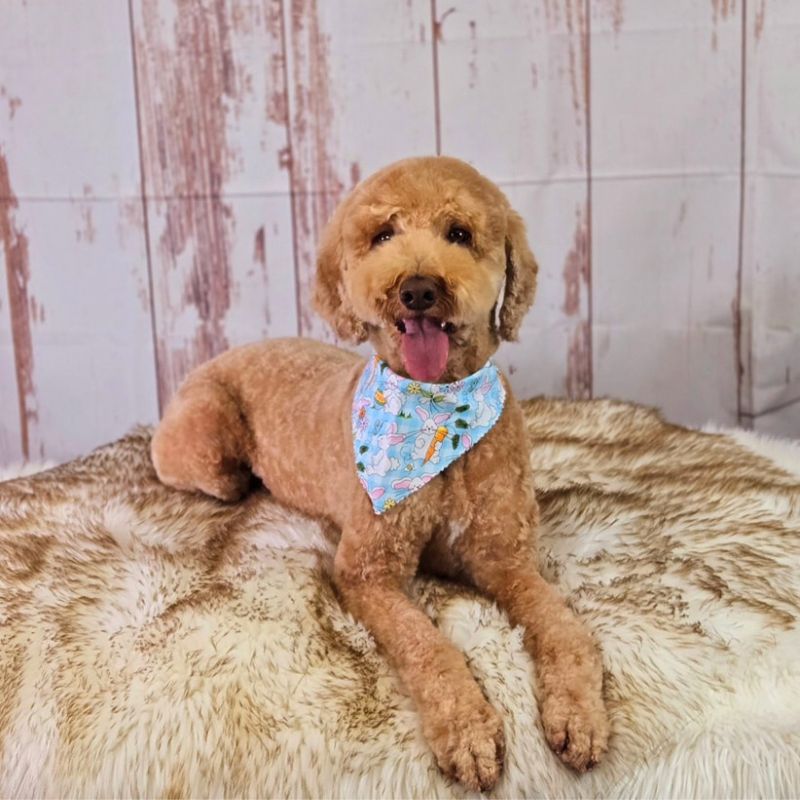 18 Poodle mix lying down after professional grooming