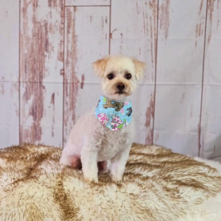 Groomed white Maltipoo with an Easter bandana