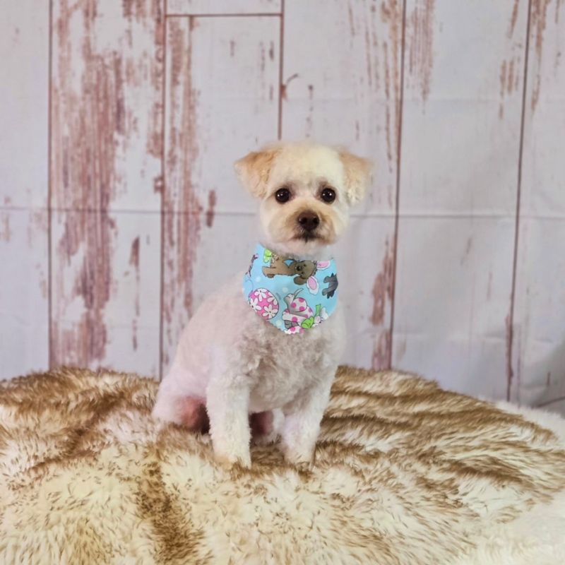 19 Groomed white Maltipoo with an Easter bandana
