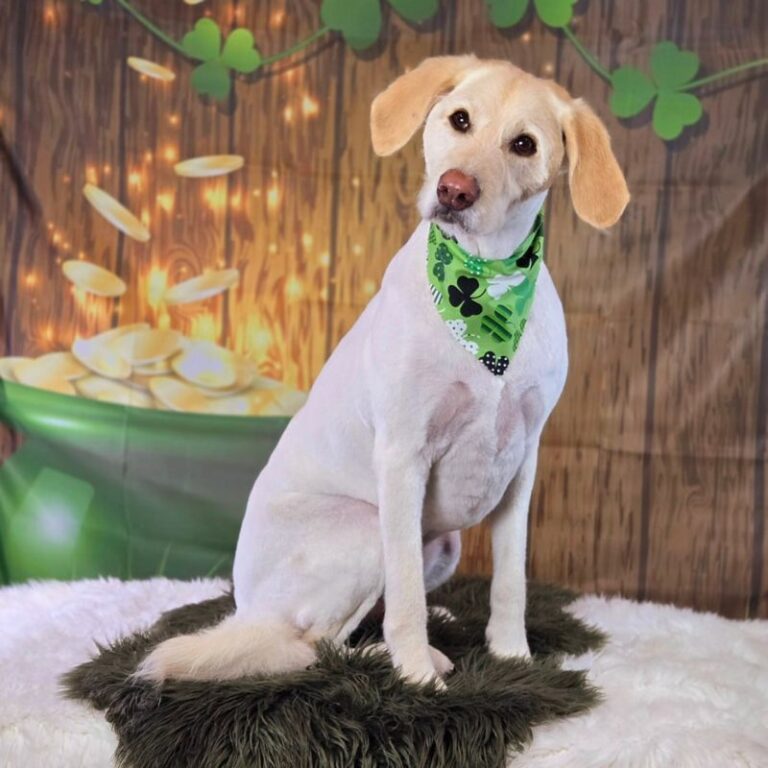 Groomed dog with green bandana