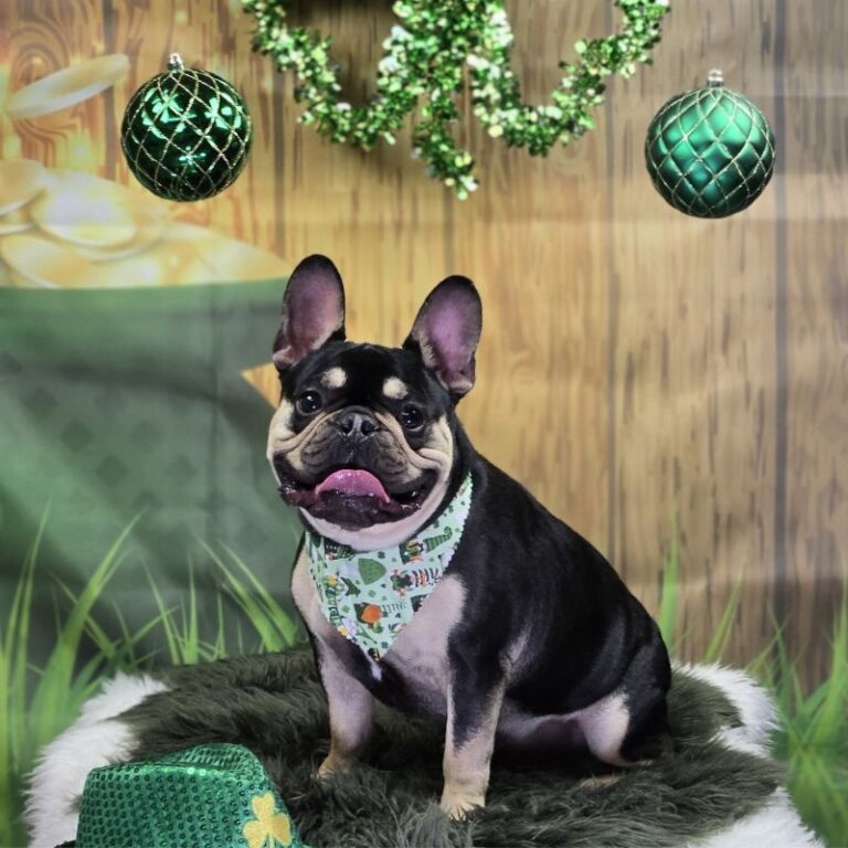 Groomed black and tan French Bulldog with a St. Patrick's bandana