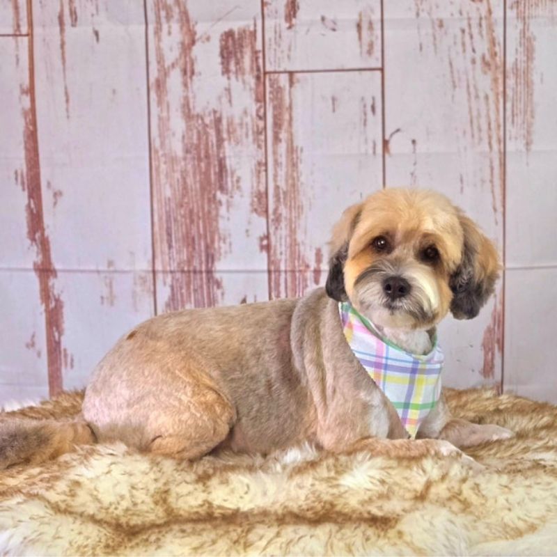 20 Groomed Shih Tzu mix with a plaid bandana