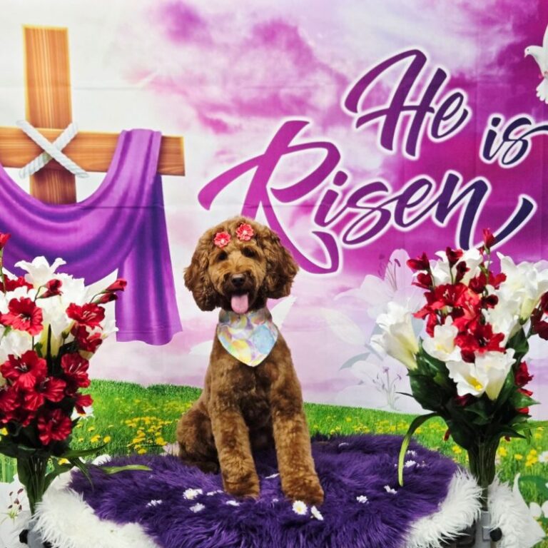 Groomed brown Goldendoodle with Easter hair bows