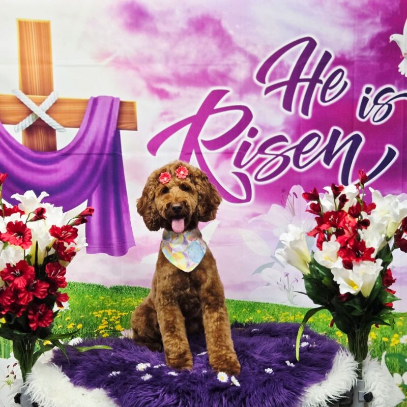 21 Groomed brown Goldendoodle with Easter hair bows