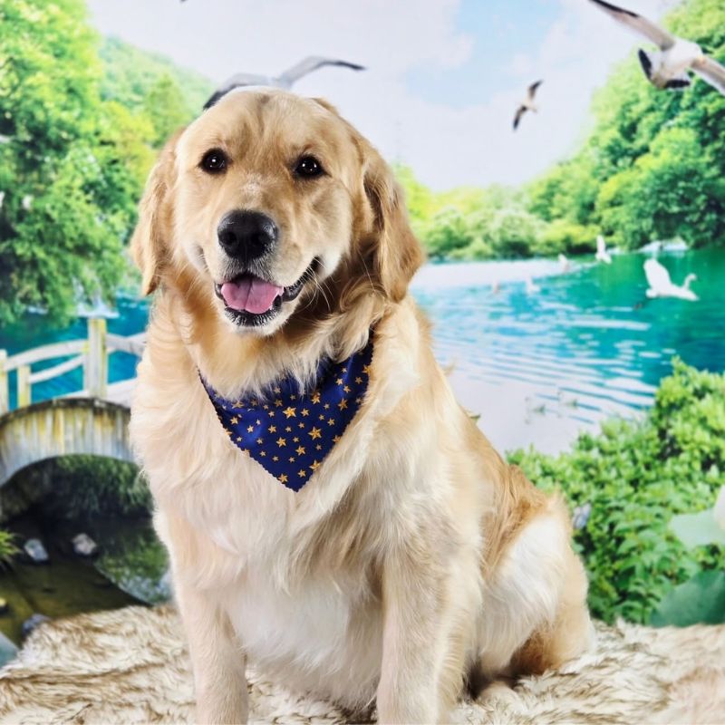 22 Groomed Golden Retriever wearing a star bandana