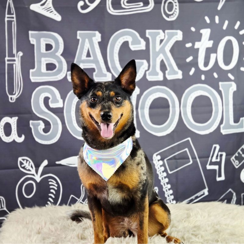 23 Groomed Blue Heeler mix with shiny bandana