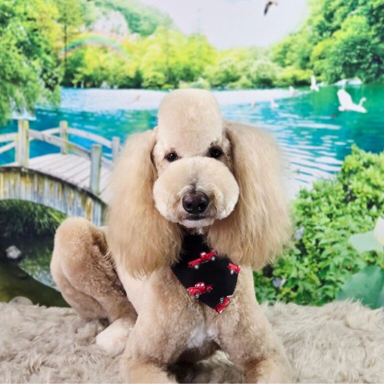 Groomed apricot Poodle with a bandana