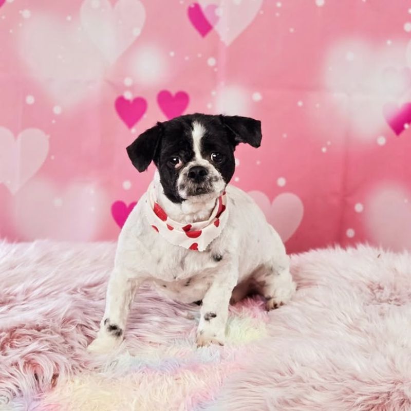 25 Freshly groomed small dog