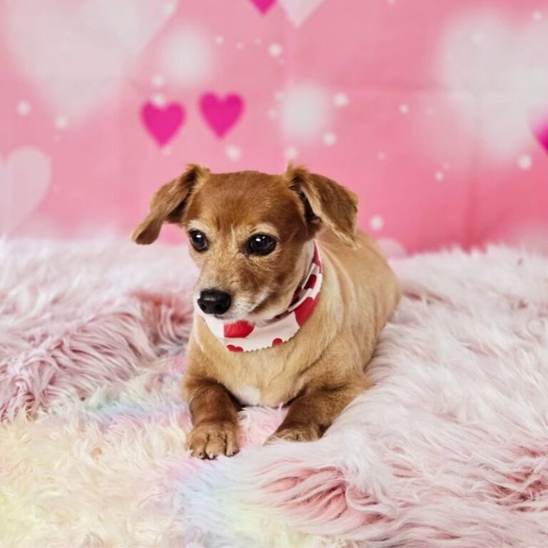 Groomed brown Dachshund mix with heart bandana