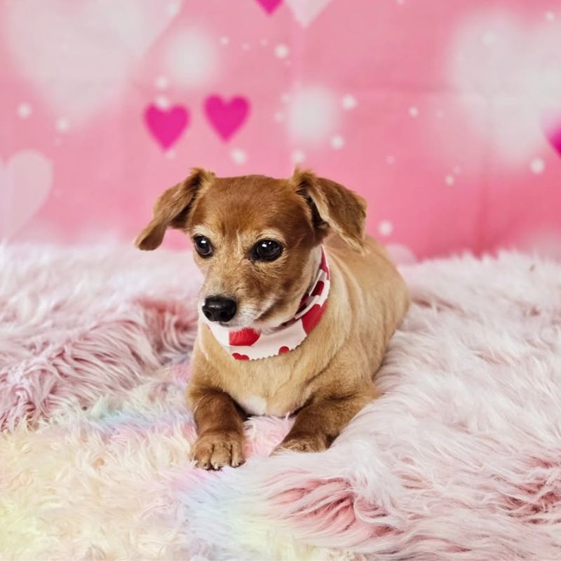 26 Groomed brown Dachshund mix with heart bandana