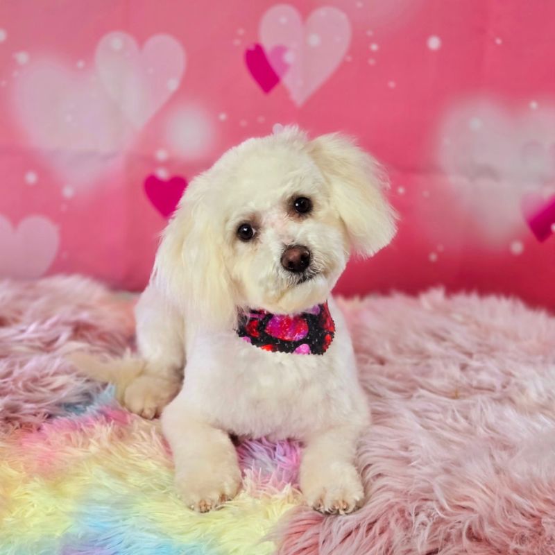 27 Freshly groomed fluffy white dog