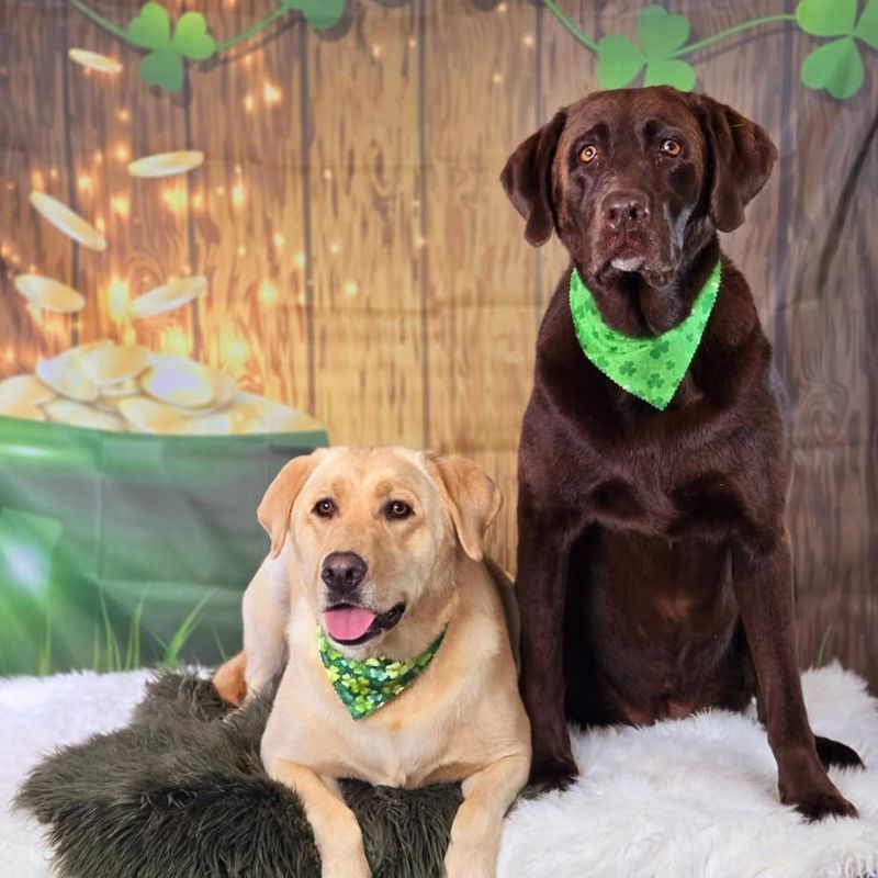 28 Chocolate and yellow lab grooming