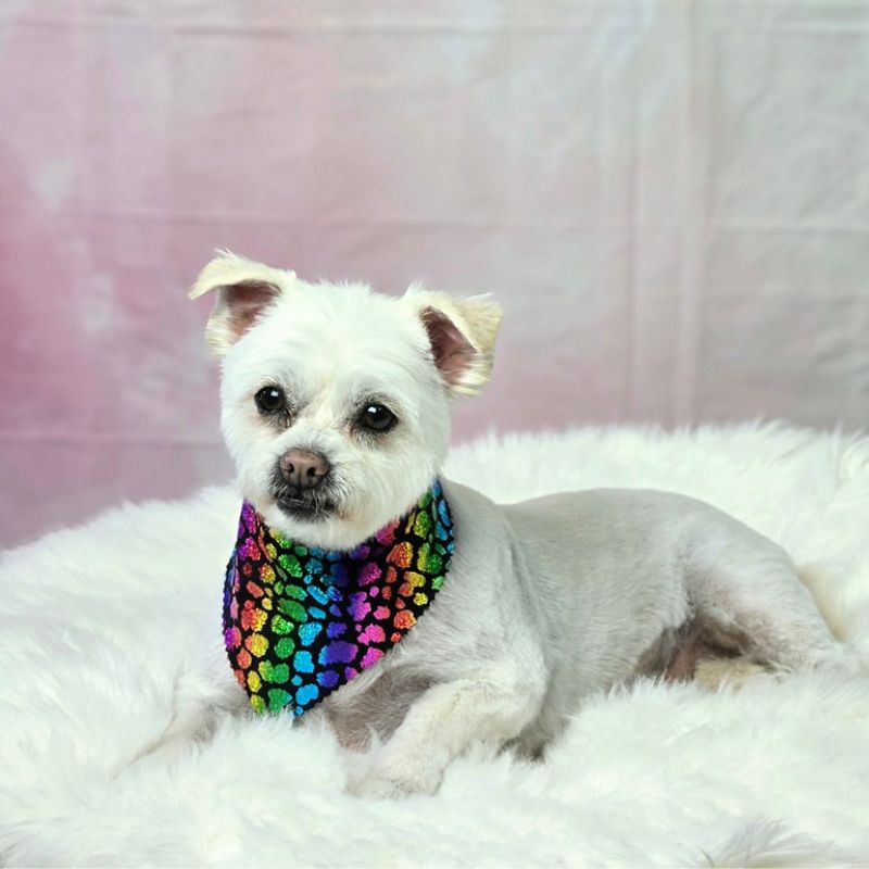 29 White dog with colorful bandana