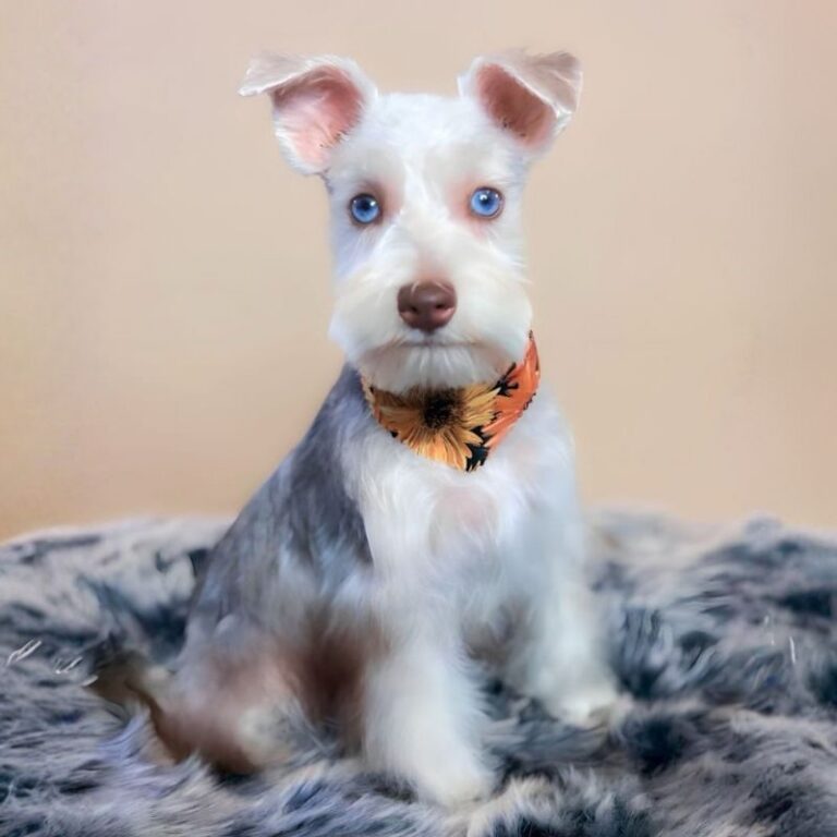 Groomed dog with blue eyes
