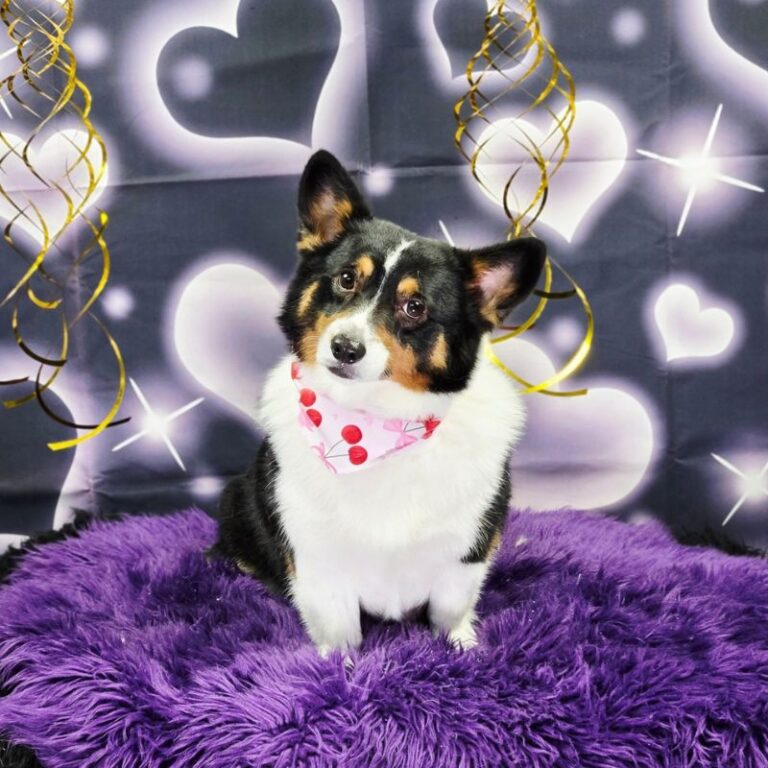 Groomed tri-color Corgi wearing a pink cherry bandana