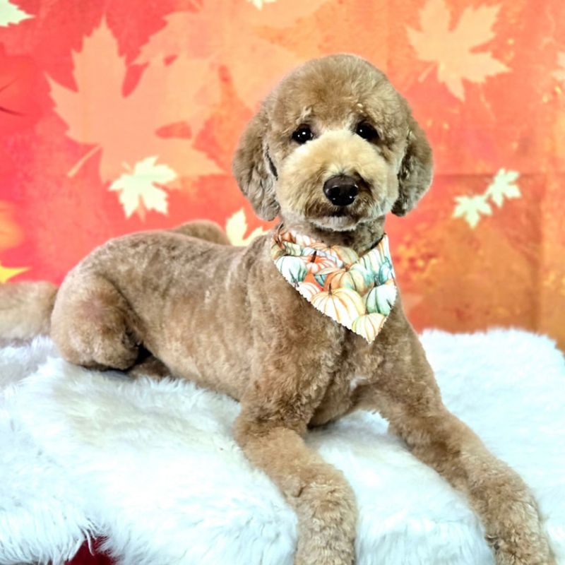 30 Brown dog after grooming