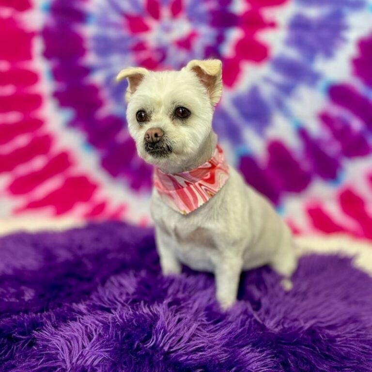 Clean white dog after grooming