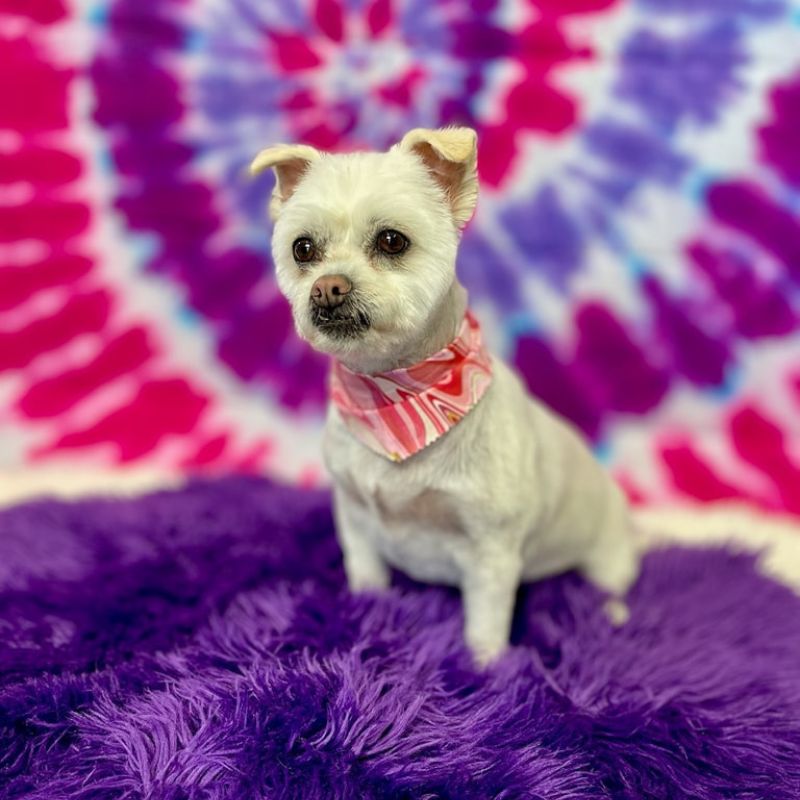 31 Clean white dog after grooming