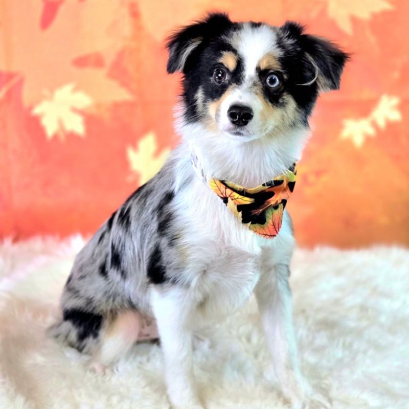 32 Australian shepherd after grooming