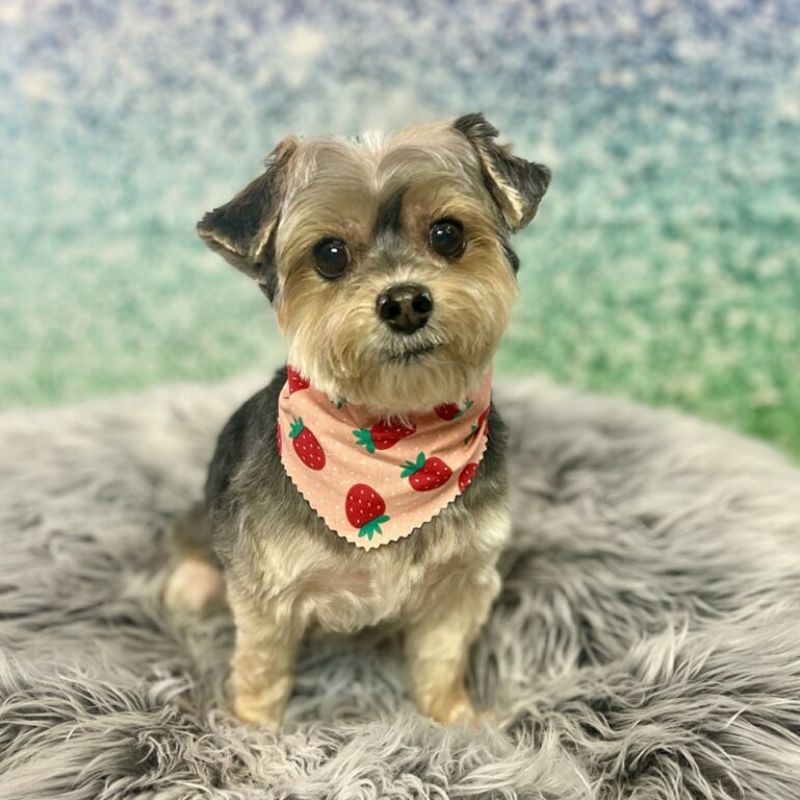 33 Groomed yorkie with bandana
