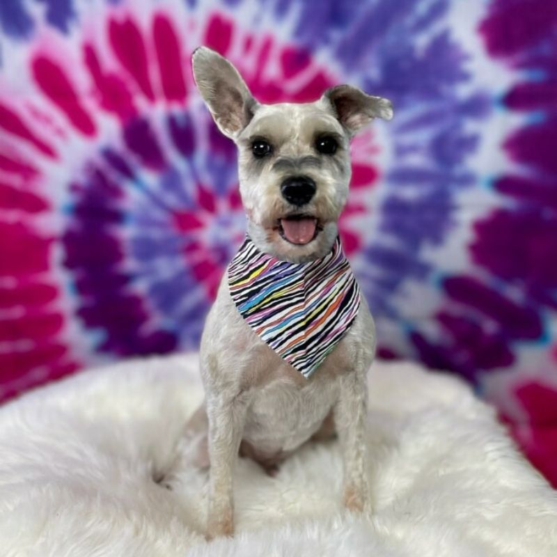 34 Groomed schnauzer with bandana