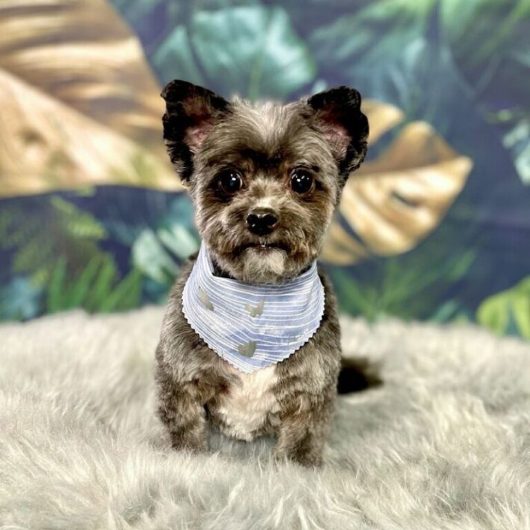 Small dog after grooming