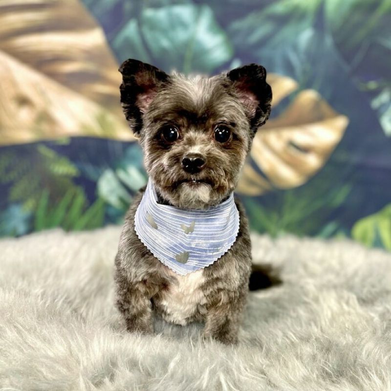 35 Small dog after grooming