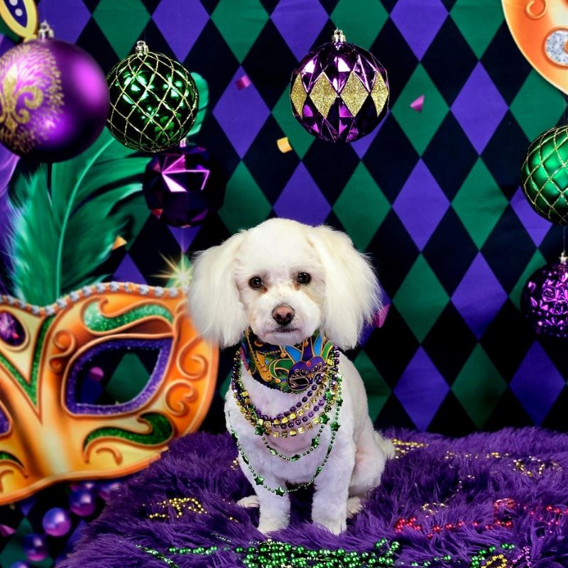 4 Groomed white Maltipoo wearing Mardi Gras beads and bandana