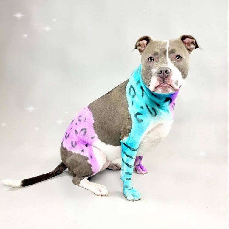 Colorfully groomed pit bull