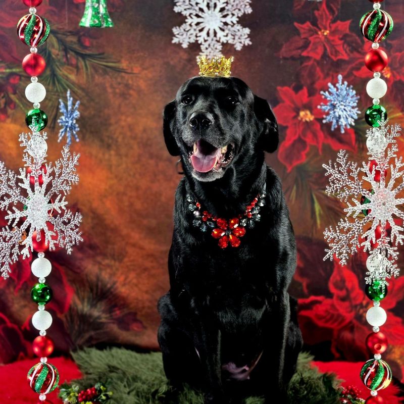 5 Groomed Black Labrador wearing a gold crown and holiday necklace