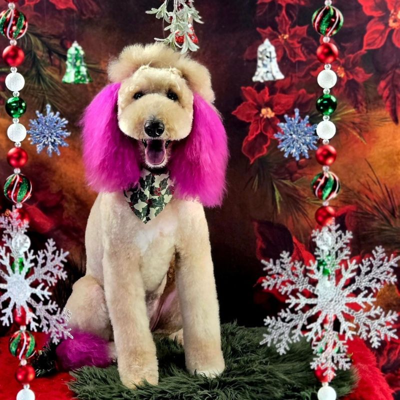 6 Groomed Standard Poodle with hot pink dyed ears and tail