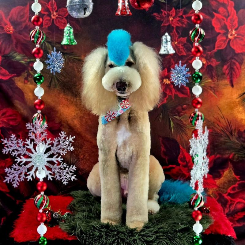 7 Groomed Standard Poodle with a blue mohawk