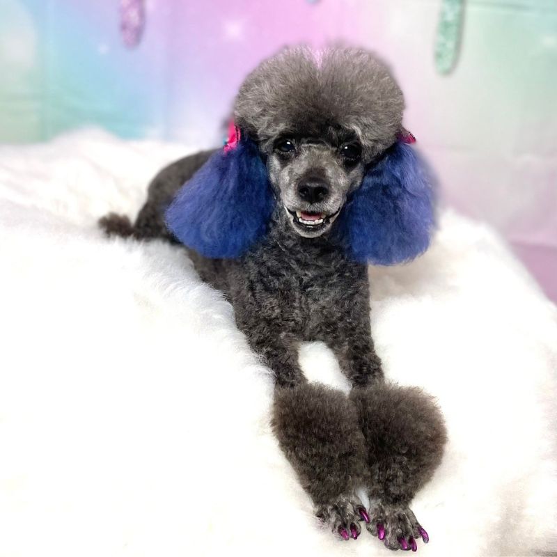 8 Groomed silver Poodle with dyed blue ears and pink nails