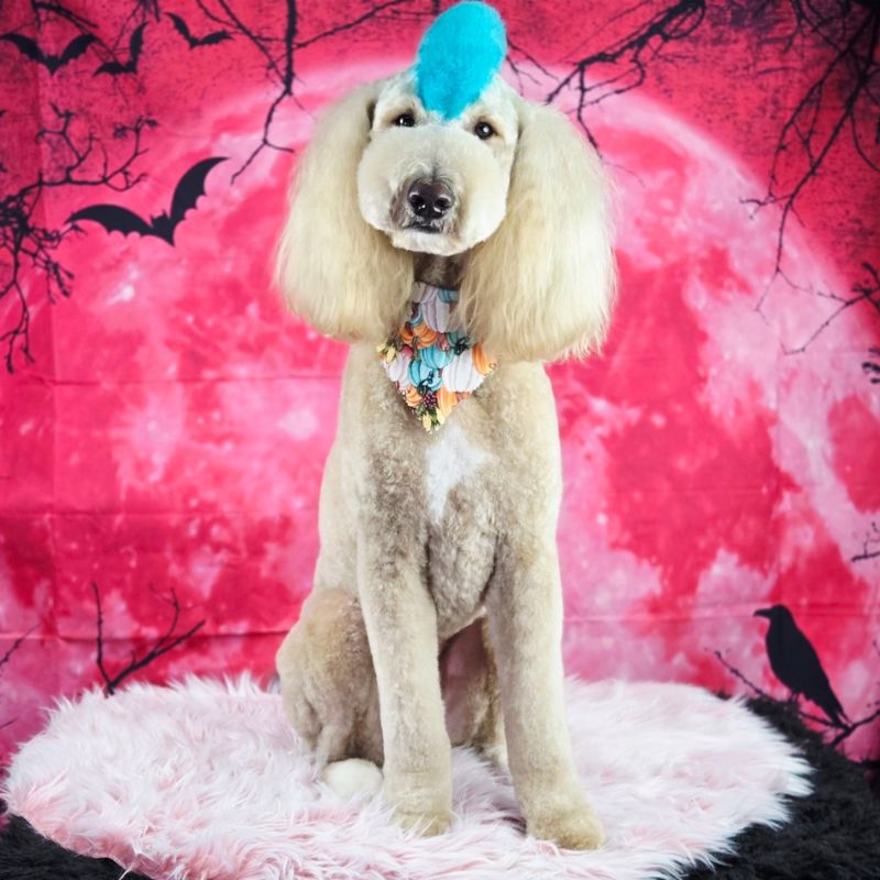 9 Groomed Standard Poodle with a bright blue dyed mohawk