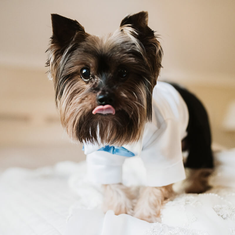Black and white dog sitting after a complete grooming service