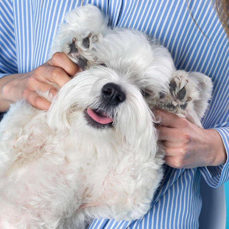 White dog enjoying gentle grooming and brushing from a professional groomer
