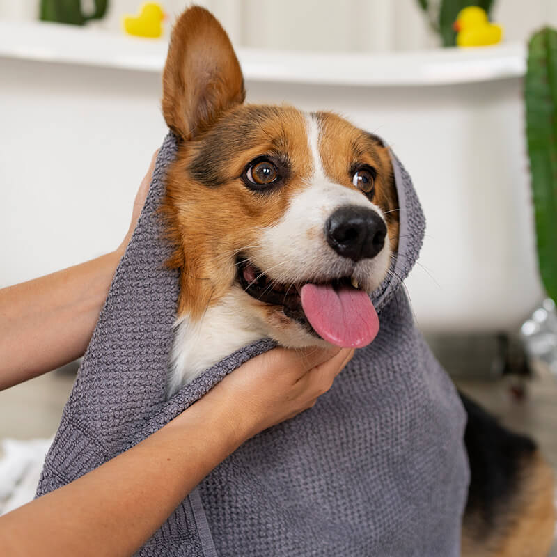 Close-up portrait of a tan dog after a professional haircut and grooming