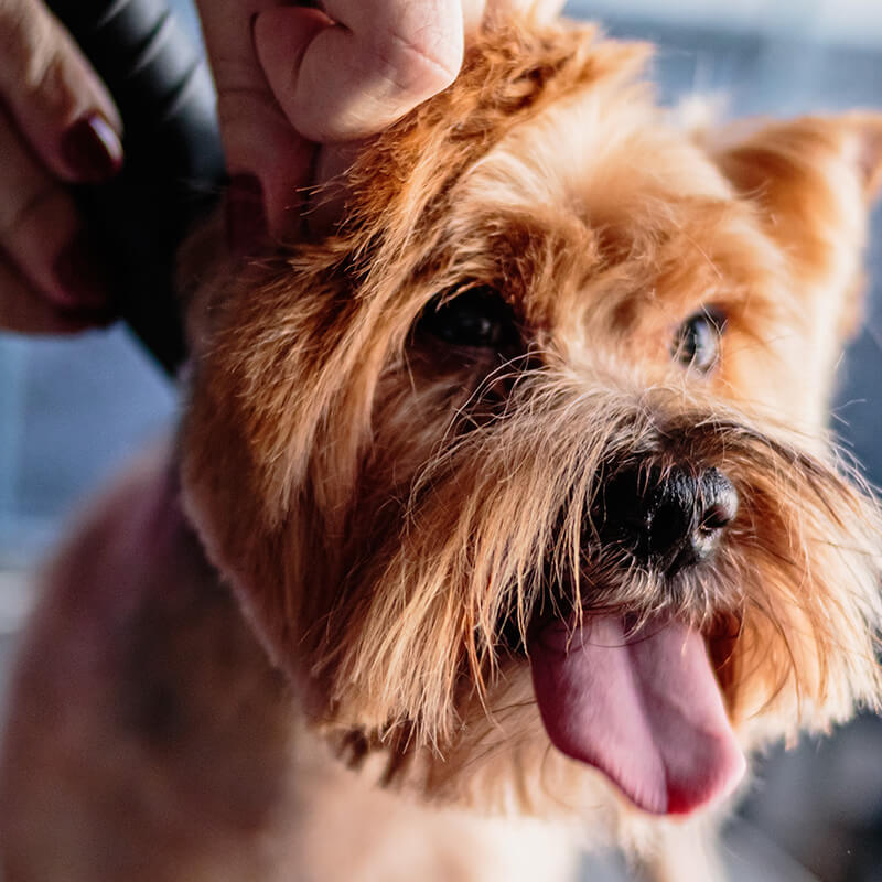 White dog receiving gentle face cleaning during a professional grooming session